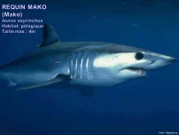 /images/espece/requin_mako.jpg