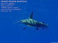 /images/espece/requin_marteau.jpg