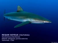 /images/espece/requin_soyeux.jpg