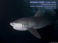 /images/espece/requin_tigre.jpg